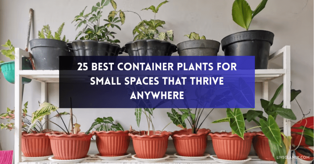 Container Plants for Small Spaces