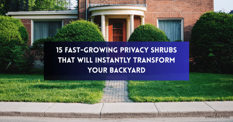 15 Fast-Growing Privacy Shrubs That Will Instantly Transform Your Backyard