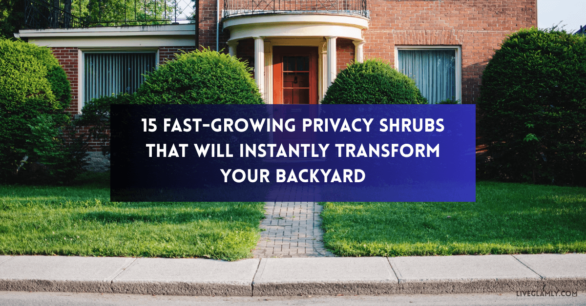 15 Fast-Growing Privacy Shrubs That Will Instantly Transform Your Backyard